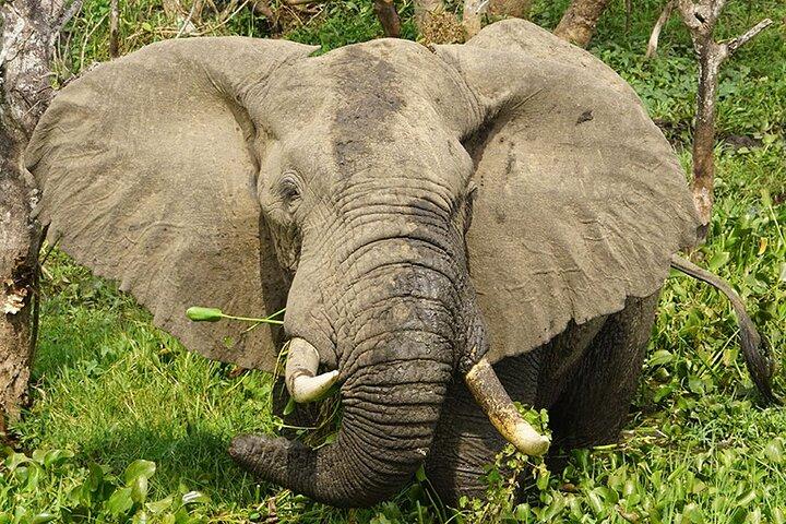 11-daagse Oegandese Gorilla's, Chimpansees en Big Game Safari
