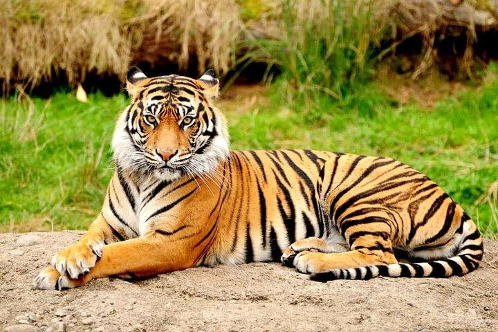 Von Jaipur: Ranthambore Safari & Jaipur 2-tägige Privattour