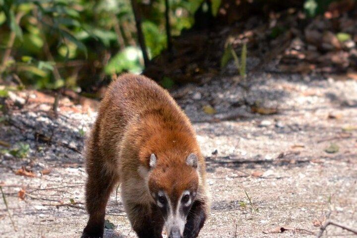 Excursão pela antiga cidade maia de Calakmul saindo de Xpujil