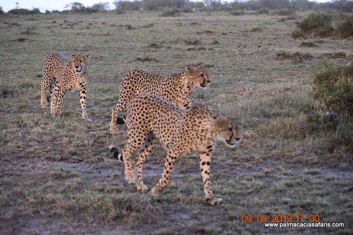 9-Days Safari Choroa Private Tour in Kenya