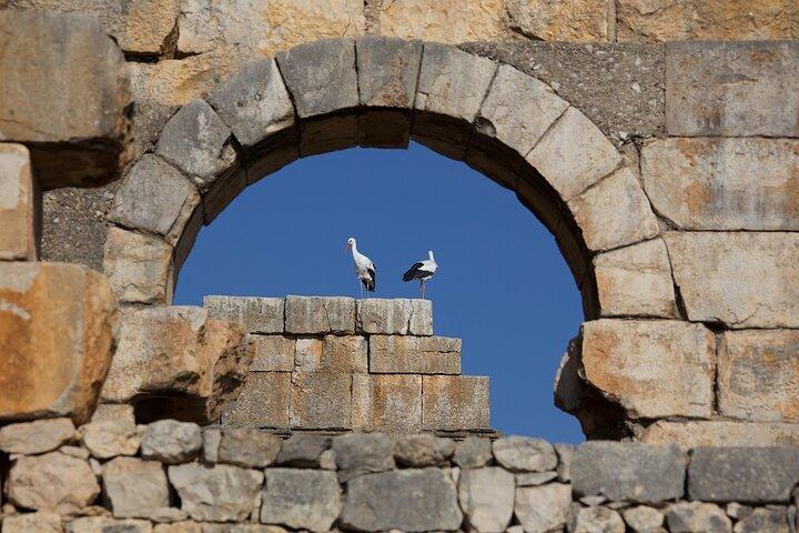 Historische dagtour naar Meknes Volubilis en Moulay Idriss