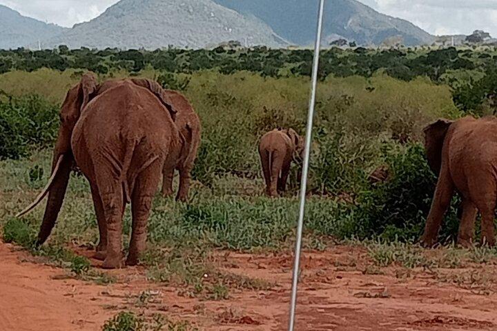 アンボセリ国立公園への日帰り旅行