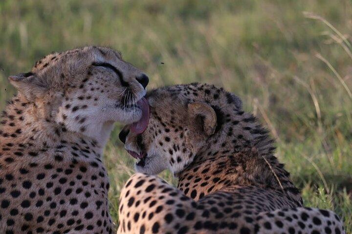 Safari en camping à budget privé de 8 jours au Kenya et en Tanzanie