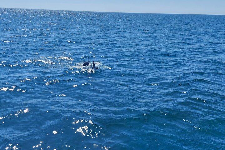 Delfinbeobachtung in Estepona