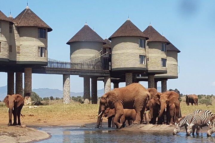 3 dage 2 nætter Safari til Saltlick Lodge fra Nairobi