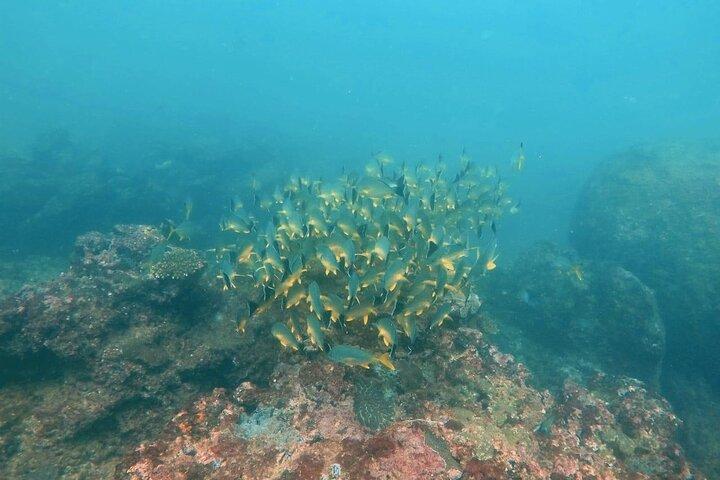 Buceo en Negombo