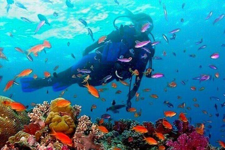 Snorkeling guiado em Negombo – Explore vida marinha e recifes de coral