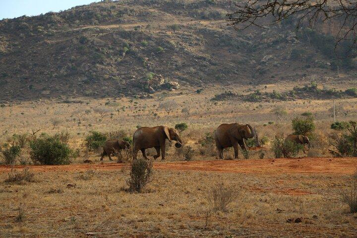 Safari de 5 dias para Tsavo East, Tsavo West e Saltlick de Mombasa