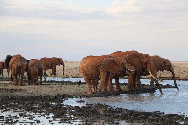 Safari di 5 giorni a Tsavo est, ovest e Saltlick Lodge da Mombasa