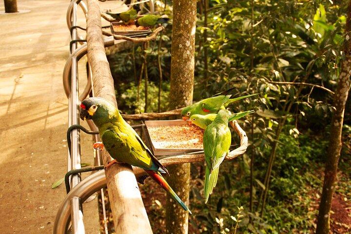 Ingresso e excursão para o Parque das Aves