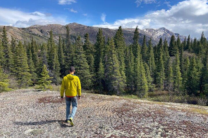Denali Off-Trail Hiking Adventure (4 Hours) w/Expert Naturalist