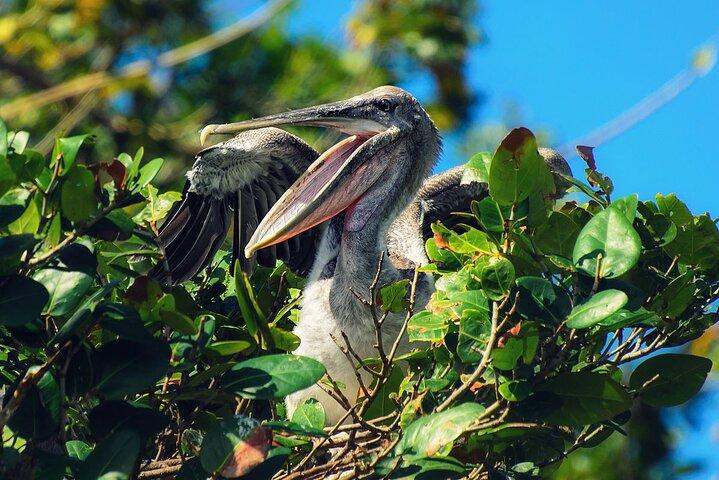Tour guiado de 10 horas por Samaná y la isla Bacardí Los Haitises