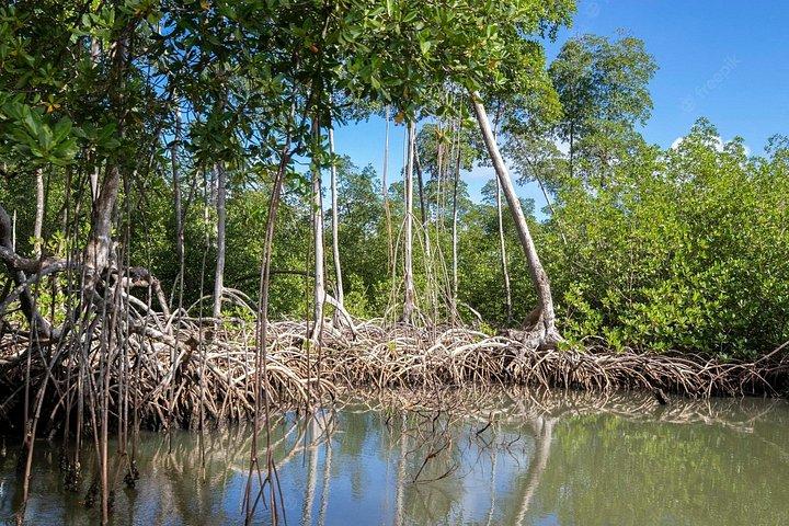 Samaná & Bacardi Island + Los Haitises | Full-Day Excursion