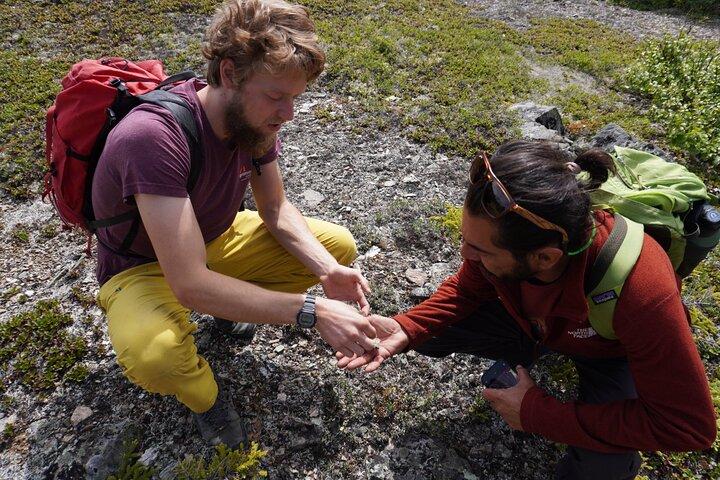 Denali Off-Trail Hiking Adventure (4 Hours) w/Expert Naturalist