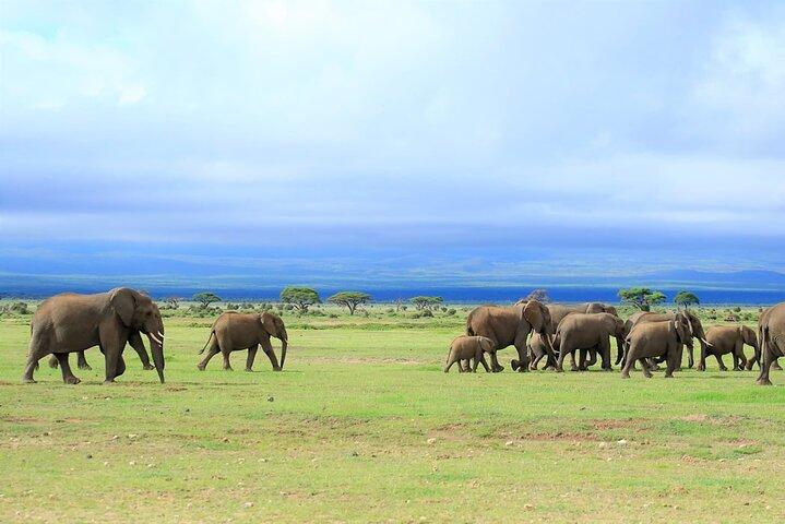 Visite privée du parc national Amboseli de 3 jours et 2 nuits