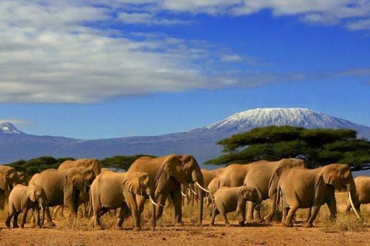 Private 3-Tage-2-Nächte-Tour durch den Amboseli-Nationalpark