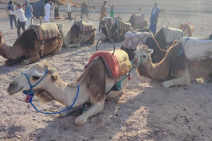 Marrakech: Agafay Desert Tour with Quad, Camel Ride & Dinner
