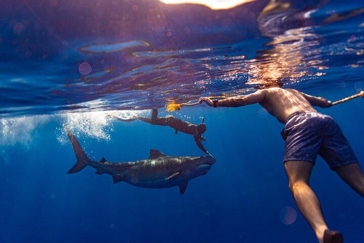 Private Shark Dive, Oahu, Hawaii (6 Guest)