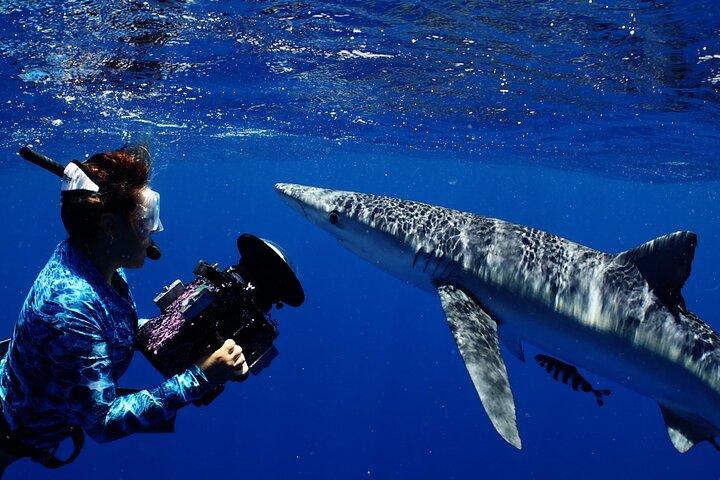 Private Shark Dive, Oahu, Hawaii (6 Guest)