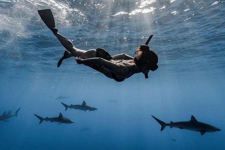 Private Shark Dive, Oahu, Hawaii (6 Guest)