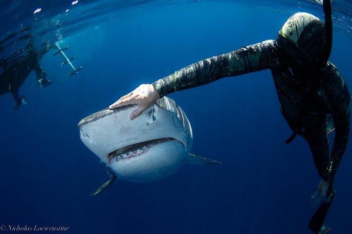 Private Shark Dive, Oahu, Hawaii (6 Guest)
