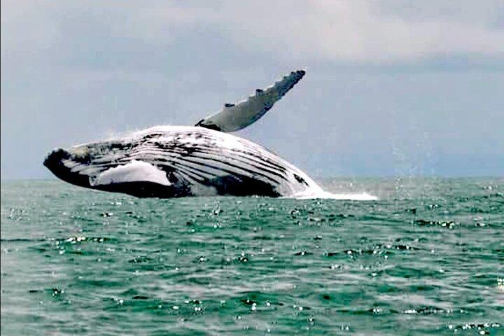 Hval- og delfinsafari i Puntarenas
