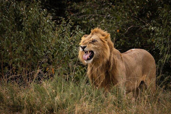 Masai Mara 3 Tage 2 Nächte
