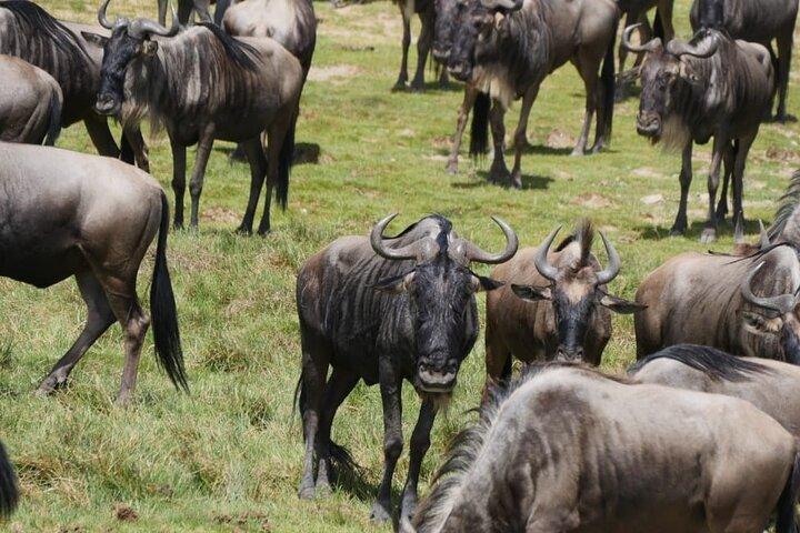 Masai Mara 3 Tage 2 Nächte