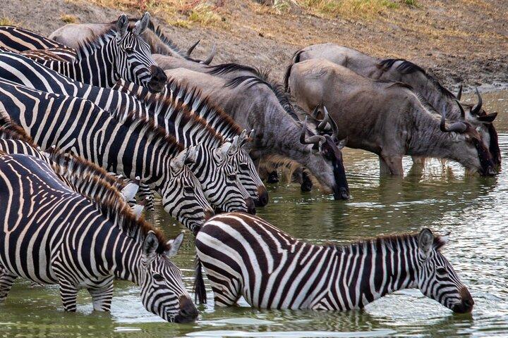 Masai Mara 3 Tage 2 Nächte