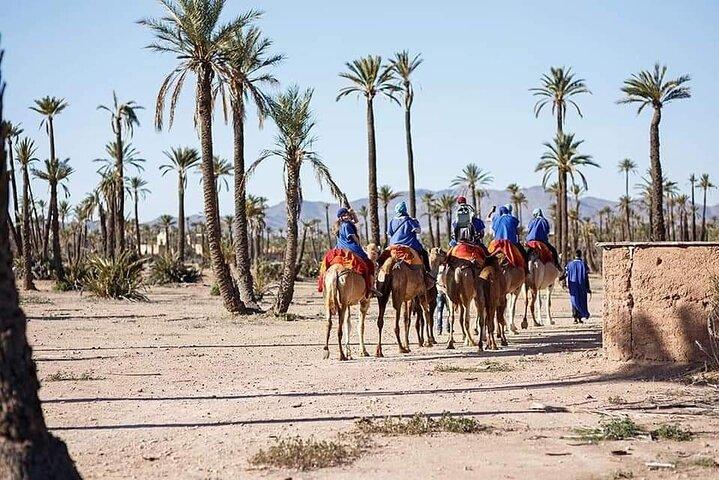 Tour Camel Ride at Palm Grove