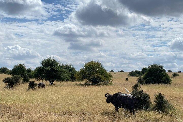 Tour di mezza giornata in Kenya