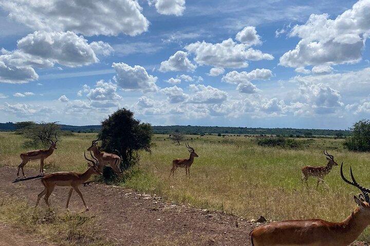 Tour di mezza giornata in Kenya
