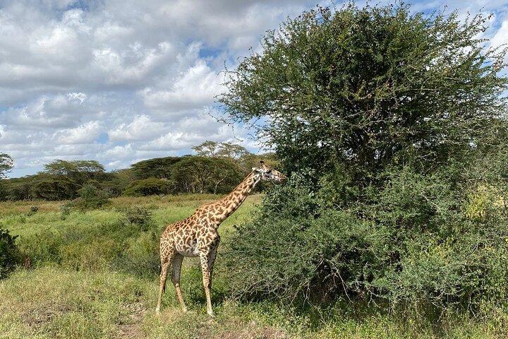 Tour di mezza giornata in Kenya