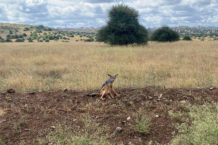 Tour di mezza giornata in Kenya