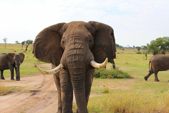 3 Dagar Serengati och Ngorongoro back Privat rundtur och safari