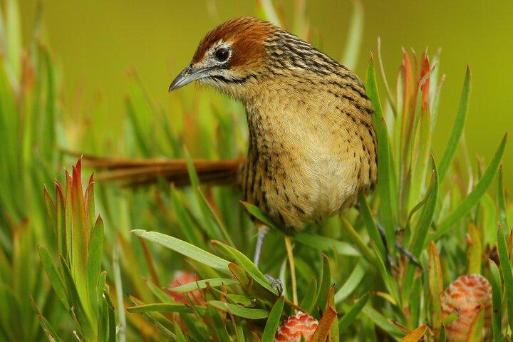 Hermanus e Overberg Birdwatching