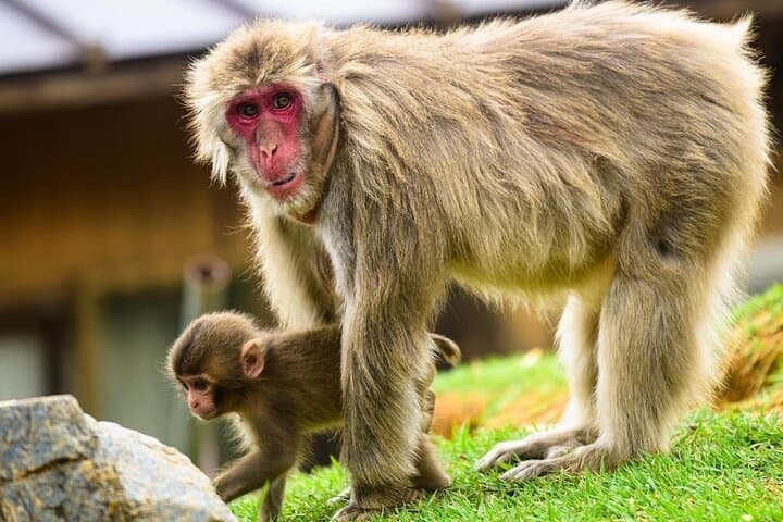 Ultimate Kyoto Arashiyama Tour: Bamboo, Monkeys & Hidden Gardens