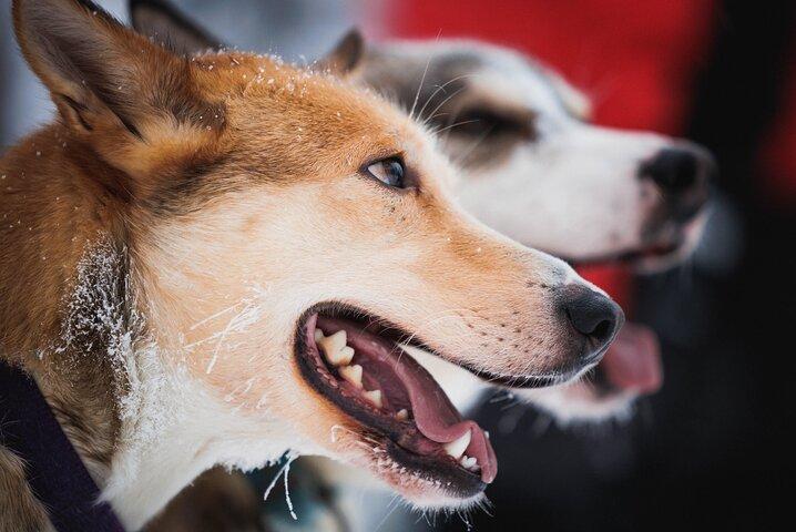 Husky and Reindeer Experience in Levi