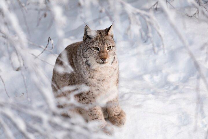 ラヌア野生動物公園の日:北極圏の動物をご覧ください!