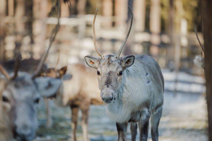 Renupplevelse med pulkaåkning