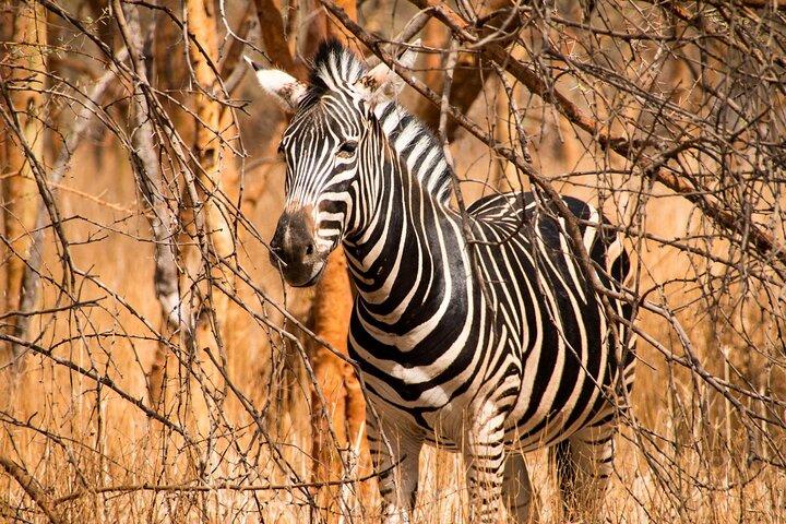 ザンジバル発ミクミ国立公園への終日サファリ（昼食付き）