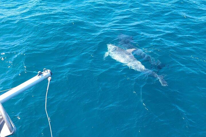 Delfinbeobachtung in Estepona