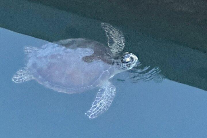 Delfin, Manatee og SeaTurtle SUP Adventure Tour i St. Augustine