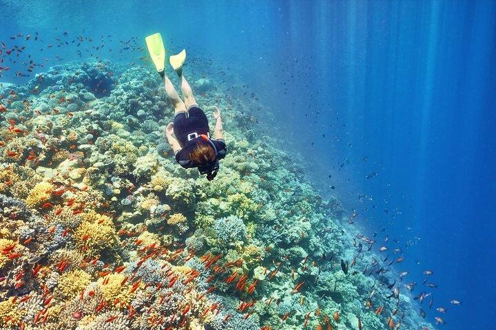 Giftun Island Snorkling vid Hurghada, Röda havet