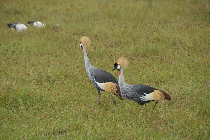Safari di 5 giorni da Arusha a Tarangire, Ngorongoro e Serengeti