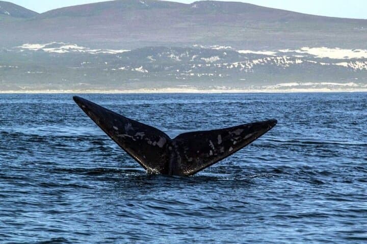 Whale Watching Tour in Hermanus