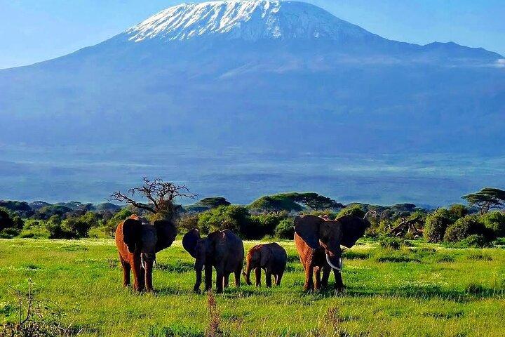 3 días Amboseli en vuelo desde Mombasa / Diani (mínimo 2 personas)