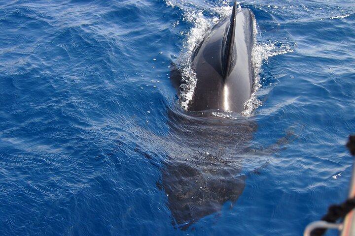Privat Segling - delfin Upplev Estepona - dryck & mat - 4h
