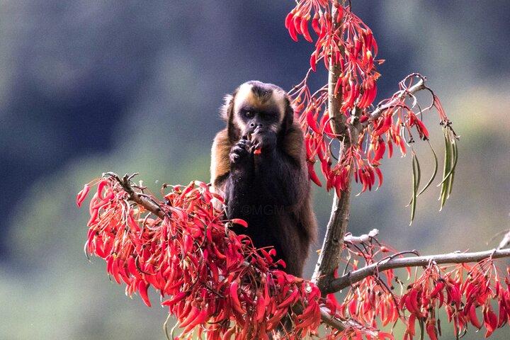 4 - Day Manu National Park Amazon Jungle Tour depuis Cusco