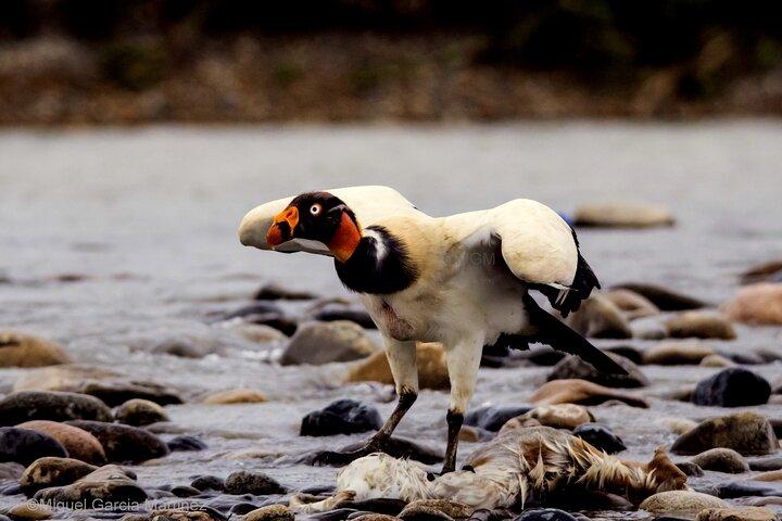 4 - Day Manu National Park Amazon Jungle Tour depuis Cusco